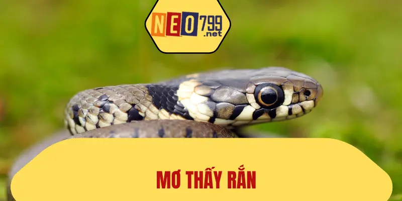 Mơ Thấy Rắn
